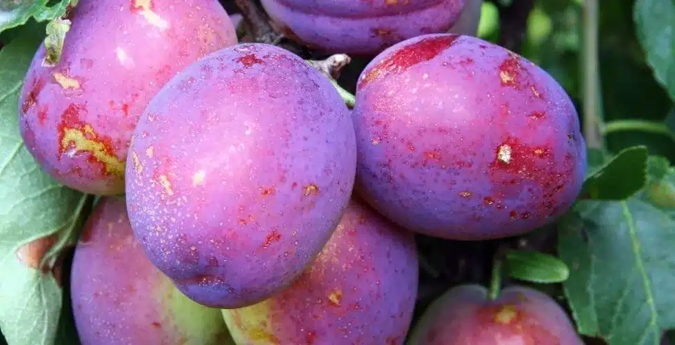 Victoria Plum